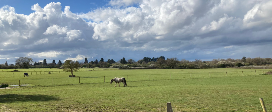 Image of Epsom Green Belt Land. Wide open green field with blue sky and white fluffy clouds. Horses are grazing in the field.