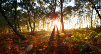 Image of Surrey Woodland and bracken at sunrise