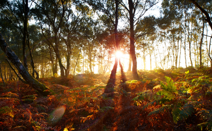 Image of Surrey Woodland and bracken at sunrise