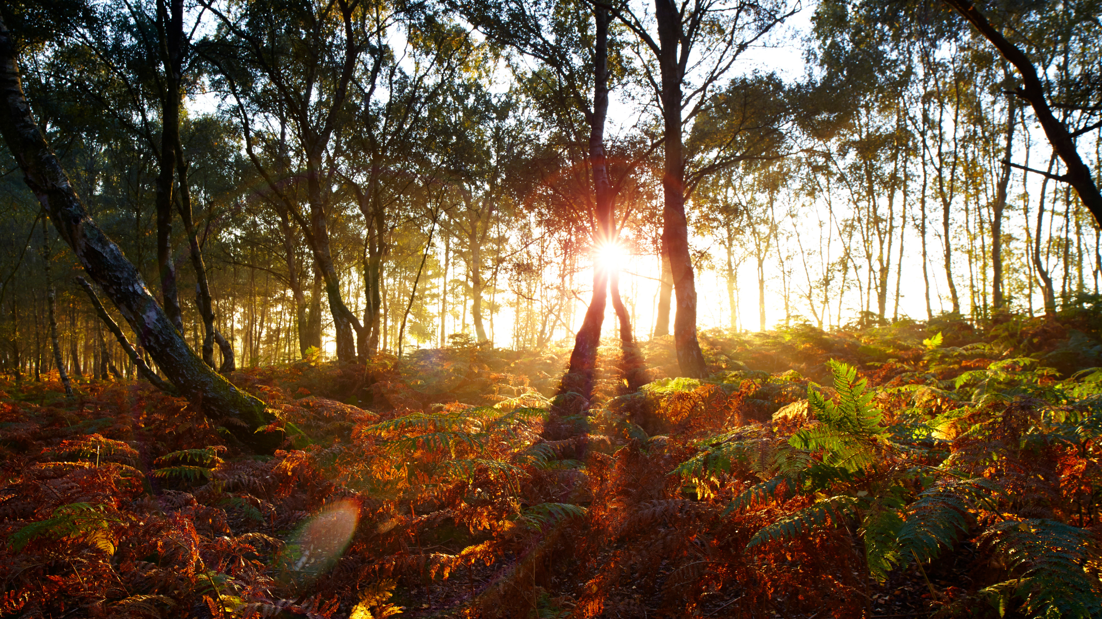 Image of Surrey Woodland and bracken at sunrise